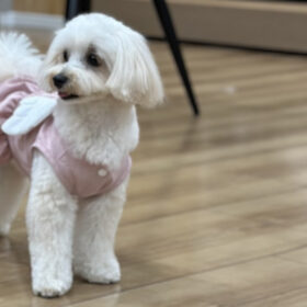 おもちちゃん、きなこちゃん - inutomo