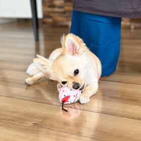 きなこちゃん - inutomo